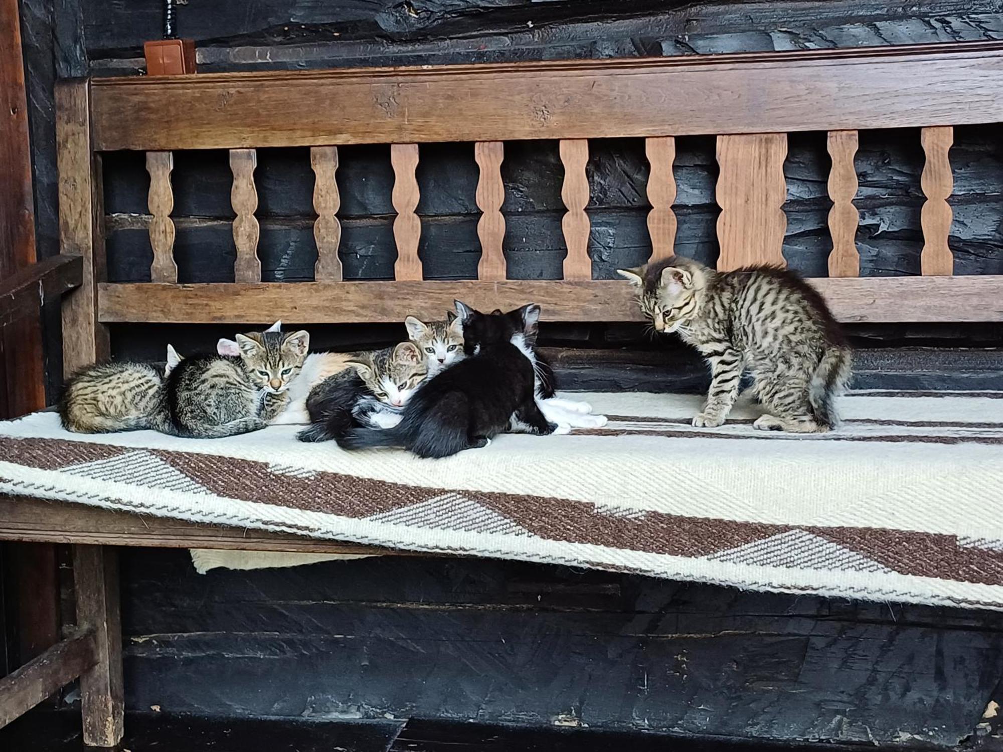Casuta Din Valea Regilor Βίλα Gradistea de Munte Εξωτερικό φωτογραφία
